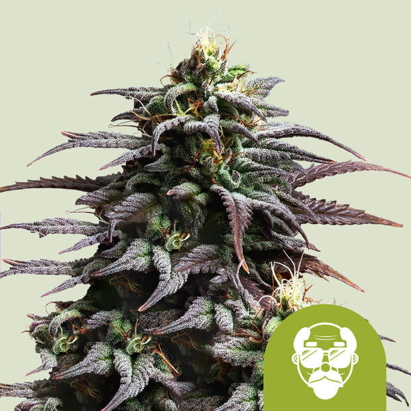 Granddaddy Purple Autoflower (Royal Queen Seeds) feminizada