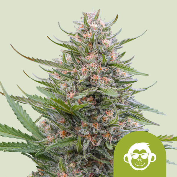 Grape Ape Autoflorescente (Royal Queen Seeds) feminizada
