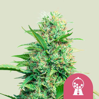 Pink Runtz (Royal Queen Seeds) feminizada