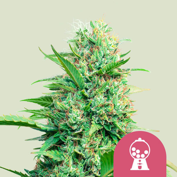 Pink Runtz Autoflorescente (Royal Queen Seeds) feminizada
