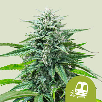 Trainwreck Autoflower (Royal Queen Seeds) Feminizada