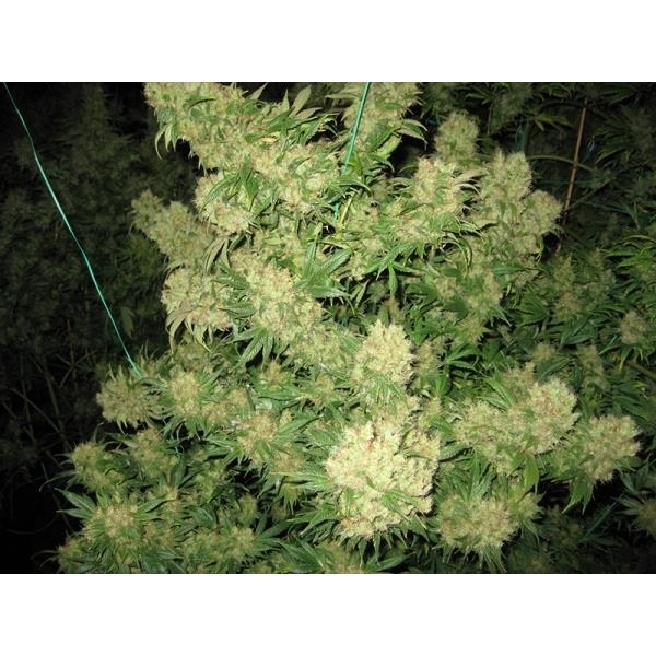 Critical Skunk (Mr. Nice) regular