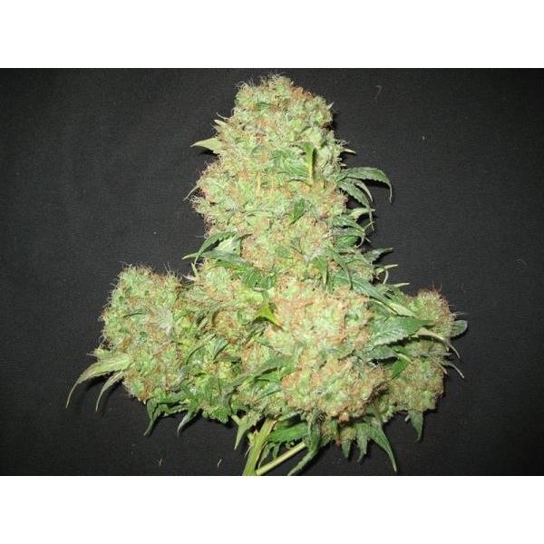 Critical Skunk (Mr. Nice) regular