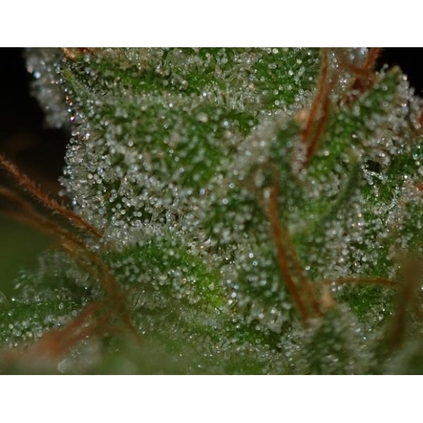 G13 x Skunk (Mr. Nice) regular