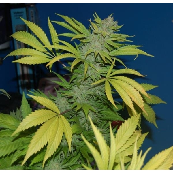 G13 x Skunk (Mr. Nice) regular