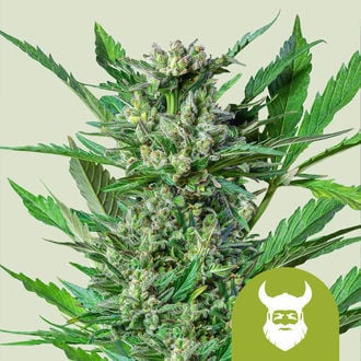Royal Dwarf Autoflorescente (Royal Queen Seeds) feminizada