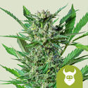 Royal Dwarf Autoflorescente (Royal Queen Seeds) feminizada