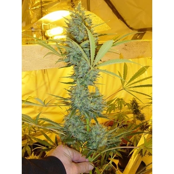 Critical Haze (Mr. Nice) regular