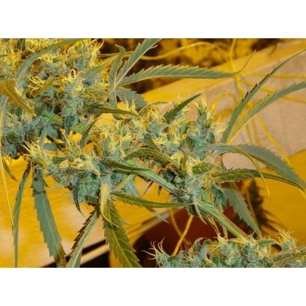 Critical Haze (Mr. Nice) regular