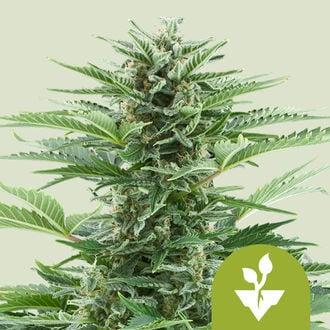 Easy Bud Autoflorescente (Royal Queen Seeds) feminizada