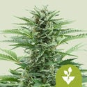 Easy Bud Autoflorescente (Royal Queen Seeds) feminizada