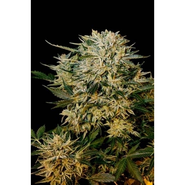 Sugar Gom (Grass-O-Matic) feminizada