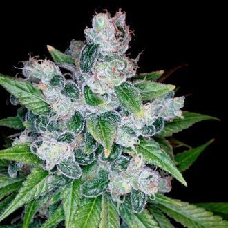 Kandy Kush (DNA Genetics) Feminizada