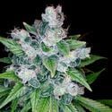 Kandy Kush (DNA Genetics) Feminizada