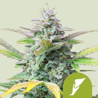 Quick One Autoflower (Royal Queen Seeds) feminizada