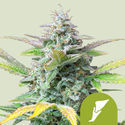 Quick One Autoflower (Royal Queen Seeds) feminizada