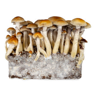 Seringa de cultura líquida tailandesa (Acid Shroomz)