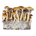 Seringa de cultura líquida tailandesa (Acid Shroomz)