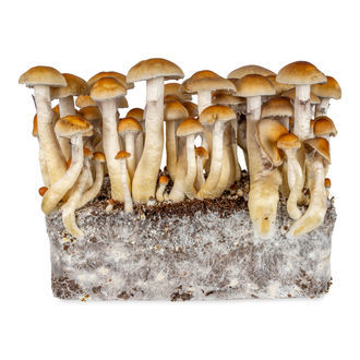 Seringa de cultura líquida tailandesa (Acid Shroomz)