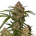 Guava Auto (FastBuds) Feminizada