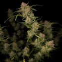 Guava Auto (FastBuds) Feminizada