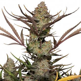 Apple Strudel Auto (FastBuds) feminizada