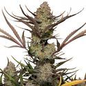 Apple Strudel Auto (FastBuds) feminizada