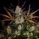 Apple Strudel Auto (FastBuds) feminizada