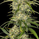 Sour Jealousy Auto (FastBuds) feminizada