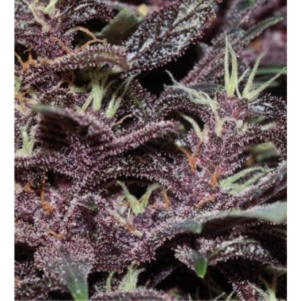 Purple Kush Auto (Buddha Seeds) feminizada