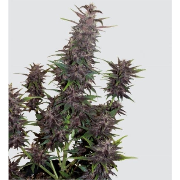 Purple Kush Auto (Buddha Seeds) feminizada