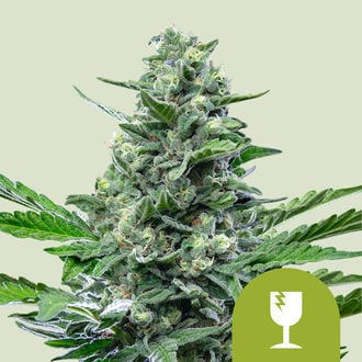 Royal Critical Autoflower (Royal Queen Seeds) feminizada