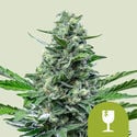 Royal Critical Autoflower (Royal Queen Seeds) feminizada