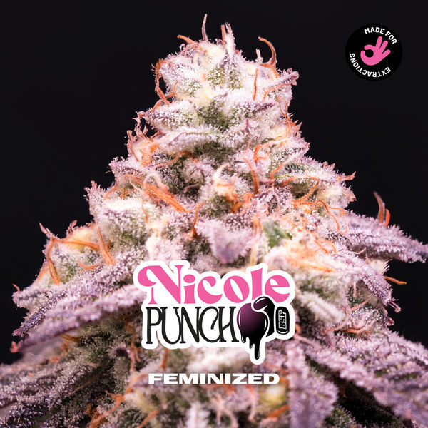 Nicole Punch (BSF Seeds) Feminizada