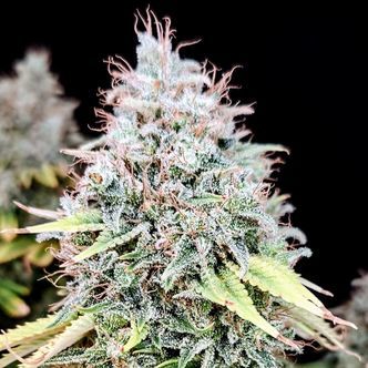 Apple OG (Pure Instinto) Feminizada