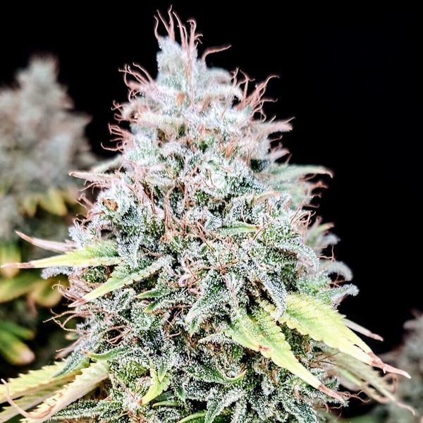 Apple OG (Pure Instinto) Feminizada