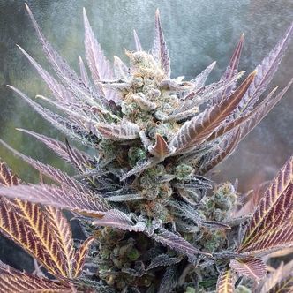 Cherry Cookies (Pure Instinto) Feminizado