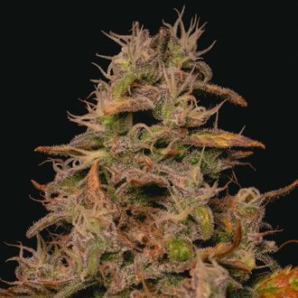 Forbidden Fruit Cake (Pure Instinto) Feminizada