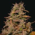 Forbidden Fruit Cake (Pure Instinto) Feminizada