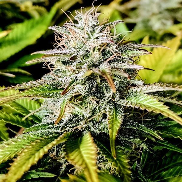 Grateful End OG (Pure Instinto) Feminizada