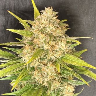 Melon Gum (Pure Instinto) Feminizada
