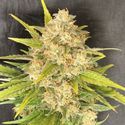 Melon Gum (Pure Instinto) Feminizada