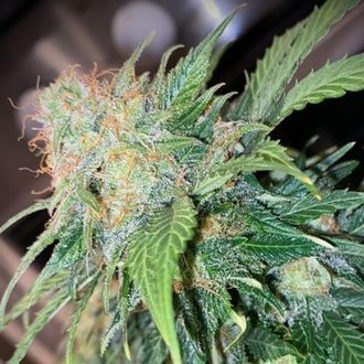Clementine Dream Auto (Pure Instinto) feminizada