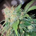 Clementine Dream Auto (Pure Instinto) feminizada