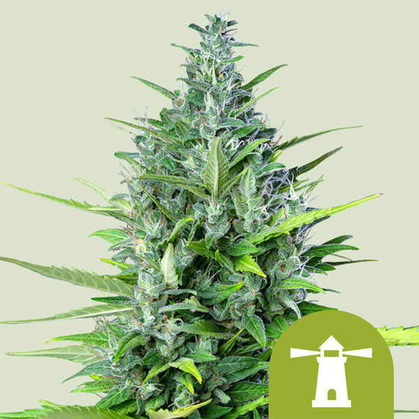 Royal Haze Autoflorescente (Royal Queen Seeds) feminizada