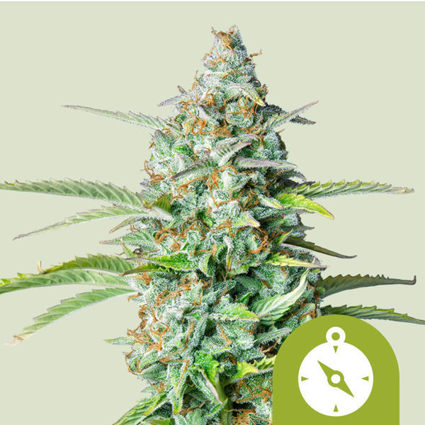 Northern Light Autoflorescente (Royal Queen Seeds) feminizada