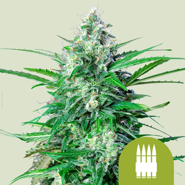 Royal AK Autoflorescente (Royal Queen Seeds) Feminizada