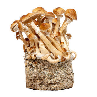 Seringa de cultura líquida cambojana (Acid Shroomz)