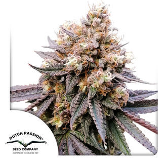 GMO Fast (Dutch Passion) feminizada