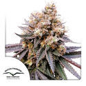 GMO Fast (Dutch Passion) feminizada